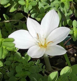 olchicum autumnale 'Album'